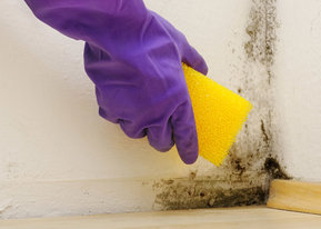 Schimmelentfernung vom Glonn Color Malerfachbetrieb
